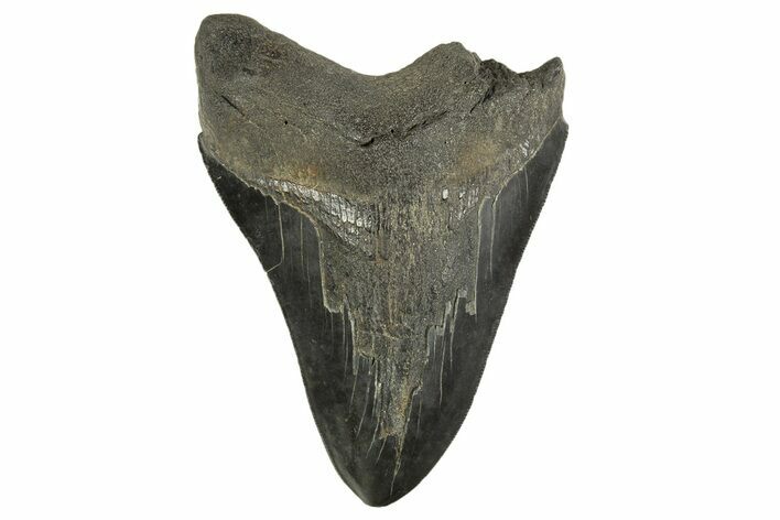 Serrated, Fossil Megalodon Tooth - South Carolina #332307